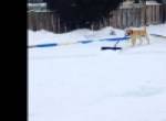 Dog Helps Shovel Snow 