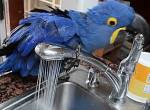  Papagei wäscht sich unterm Wasserhahn