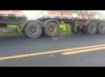 Schlange vs. LKW