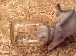 Katze im Glas