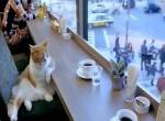 Katze im Kaffee