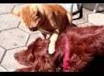 Katze vs Hund gelangweilt - Lustig und nett