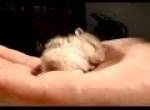 Hamster schnarcht 