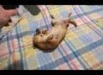 Tiere und Haartrockner - lustige Zusammenstellung
