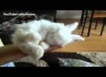 Kaninchen schläft - sehr niedlich