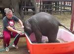 Elefantenbaby nimmt ein Bad 