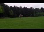 Giraffe Mating Fail