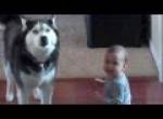 Husky Sings With A Baby