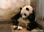 Nießender Panda