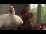 Da lachen die Hühner
