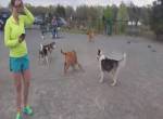 Spass im Hundepark