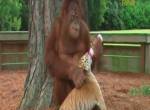 Orang Utan als Babysitter