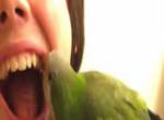 Papagei zieht Zahn