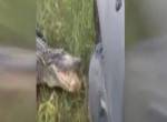 Alligator vs Truck