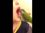 Der Papagei als Zahnarzt