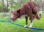 Hund macht Handstand auf Seil