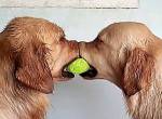 Hunde kämpfen um einen Tennisball
