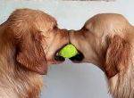 Hunde spielen Tauziehen mit Tennisball