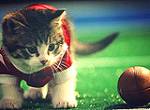 Cute Kittens Play Football