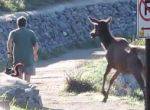 Elch motiviert Jogger, schneller zu laufen