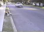 Hund dreht durch wenn ein Auto kommt