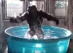 Gorilla tanzt im Wasser