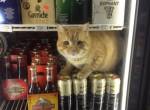 Katzen vs. Bier