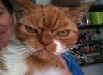 Cats with Looks