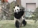 Die Rache des Panda