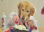 Hund beim Kuchen backen