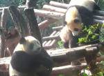 Süße Pandas, die umfallen