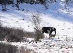Das Pferd und die Wölfe