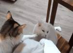BrainFlasher GifDump #100