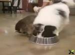 Waschbär vs Hund