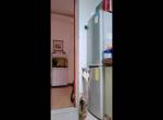 Katzen und der Kühlschrank
