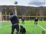 Hund spielt Volleyball