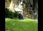 Gorilla im Zoo