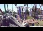 Jaguar onride at Knotts Berry Farm California